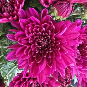 Meet your Posher, Julie